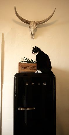 a cat sitting on top of a refrigerator in front of a wall mounted deer skull