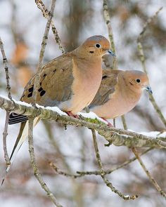 two birds perched on the branch of a tree