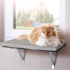 an orange and white cat laying on top of a gray shelf next to a window