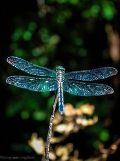 a blue dragonfly sitting on top of a tree branch