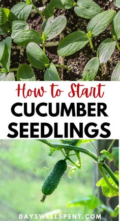 cucumber seedlings and young cucumber plant. Text: How to Start Cucumber Seedlings. Plant Cucumbers From Seed, How To Plant Vegetable Seeds, Growing English Cucumbers, How To Plant Cucumbers In A Pot, Cucumber Seeds Starting, How To Grow Cucumbers From Seeds, Planting Cucumbers In Garden, Cucumber From Seed, Cucumber Growing Tips