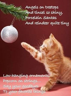 an orange tabby cat playing with a christmas ornament on a red background