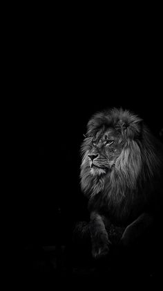 a black and white photo of a lion in the dark