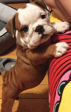 a small brown and white dog laying on top of a person's leg