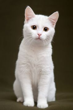 a white cat sitting on top of a brown background