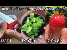 how to grow strawberries from seed