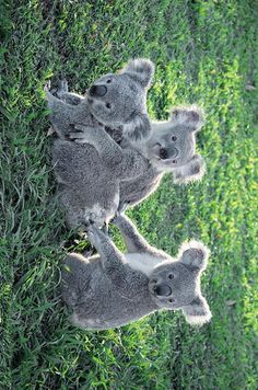 three baby koalas are hanging out in the grass