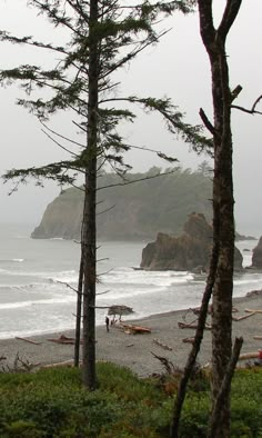 some trees and water on a foggy day at the beach with people in the distance