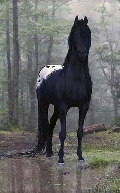 a black and white horse standing in the middle of a forest with fog on it's face