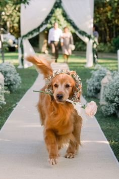 a dog is walking down the aisle with a flower in its mouth