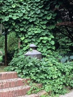 a large green plant growing on the side of a building next to steps and bushes