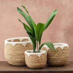 three woven baskets with green plants in them