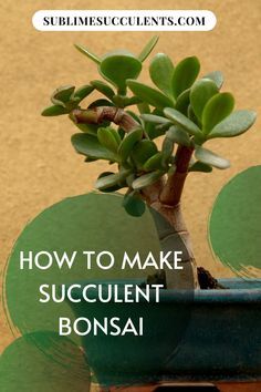 a bonsai tree in a pot with the words how to make succulent bonsai