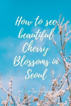 the words how to see beautiful cherry blossoms in seoul on a blue sky background with white flowers