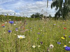 a field full of wildflowers and grass under a cloudy blue sky