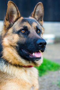 a close up of a german shepherd dog