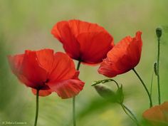 three red flowers are in the grass