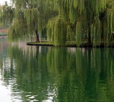 the water is calm and green as it sits in front of a tree with lots of leaves on it