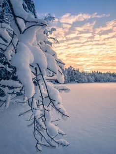 the sun is setting behind some snow covered trees