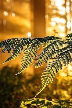 a close up of a fern leaf in the sunlight