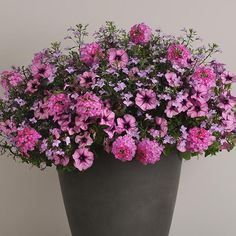 purple flowers are growing in a black pot