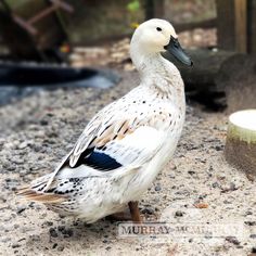 a white and black duck standing on the ground