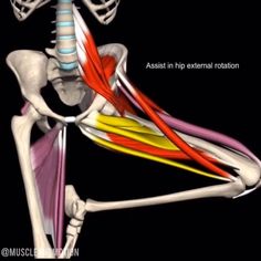 the muscles are highlighted in this diagram