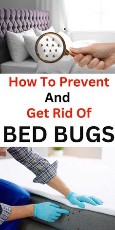 a bed bug that is being held by someone with blue gloves on it and the words how to prevent and get rid of bed bugs