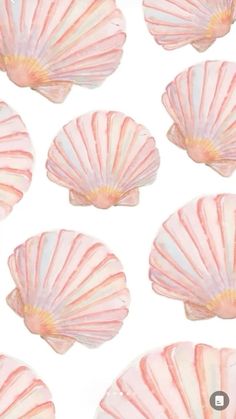 pink seashells are arranged on a white background