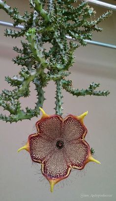 a close up of a flower on a plant