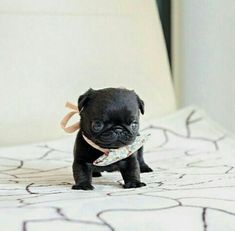 a small black dog standing on top of a bed