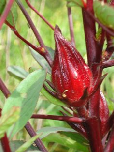 red flowers with green leaves in the foreground and blurry grass in the background