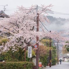 a street lined with lots of cherry blossom trees