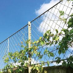 a chain link fence with green leaves growing on it and blue sky in the background