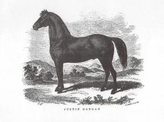 an old black and white drawing of a horse standing in the grass with mountains in the background