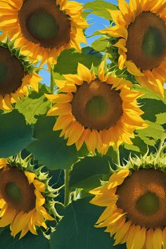 a large group of sunflowers with green leaves