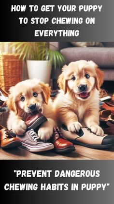 two puppies sitting next to each other on shoes