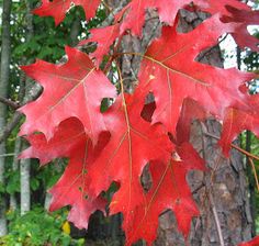 red leaves on a tree in the woods