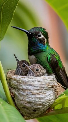 two small birds sitting on top of a nest in a leaf filled tree branch with another bird nearby