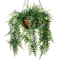 a potted plant hanging from a chain