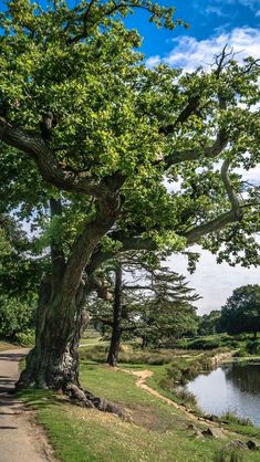 a large tree sitting next to a river