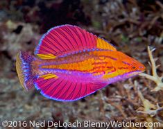 a bright orange and pink fish in the water