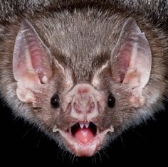 a bat with its mouth open and it's teeth wide open