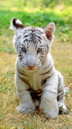 a white tiger cub sitting in the grass looking at the camera with an alert look on its face