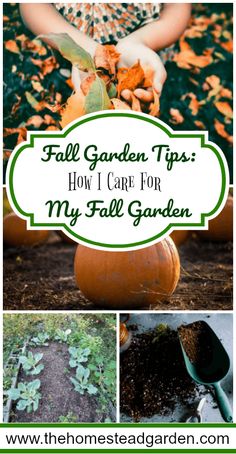 fall garden tips how i care for my fall garden with pictures of pumpkins and leaves