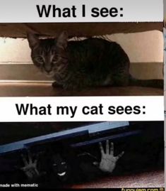 a cat is hiding under a bed with the caption, what i see? what my cat sees