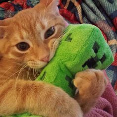 an orange cat is holding a green stuffed toy