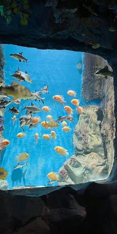 an aquarium filled with lots of different types of fish swimming in it's water