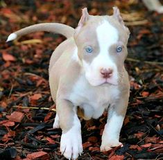 a puppy with blue eyes is standing on the ground