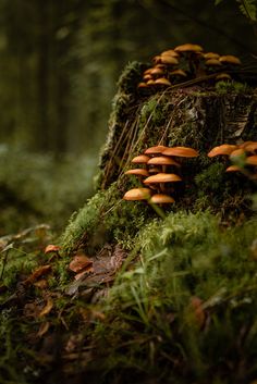 mushrooms growing on the side of a tree stump